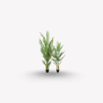Areca Palm