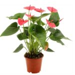 Anthurium Red