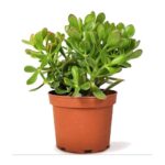 Crassula