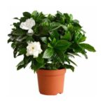 Gardenia  spp.