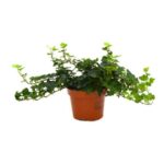 Hedera Pot