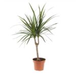 Dracaena marginata-3pp