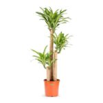 Dracaena massangeana-3pp