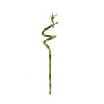 Lucky Bamboo Straight @ 50 cm