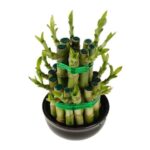Lucky Bamboo Tower -2 step Small