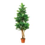 Ficus Lyrata Multi stem