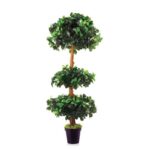 Ficus Panda 3 Tier