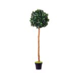 Ficus Panda Crown