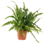 Nephrolipsis Fern