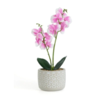 Phalaenopsis Orchid - 2pp