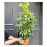 Schefflera Pot