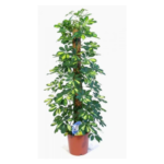 Schefflera Moss Stick