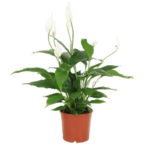 Spathiphyllum spp.