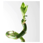 Lucky Bamboo Curly @ 70 cm