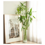 Lucky Bamboo Curly @ 100 cm