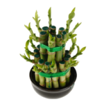 Lucky Bamboo Tower -2 step Large