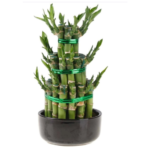 Lucky Bamboo Tower -3 step Small