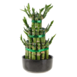Lucky Bamboo Tower -3 step Large