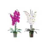Phalanopsis Orchid