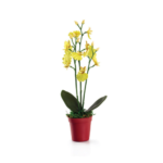Oncidium Mini Yellow