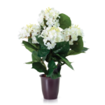 Hydrangea White