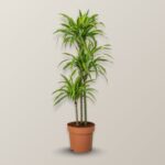 Dracaena lemon Lime -3pp