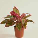 Agloanema Crete Red