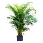 Areca Palm