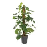 Monstera spp.