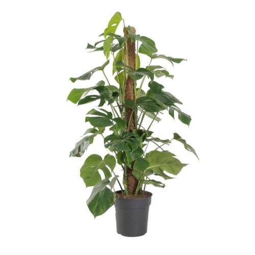 monstera Monstera spp. - Image 1